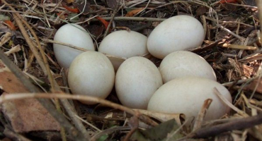 Vlastnosti kachních vajec: hodnota, přínos a použití